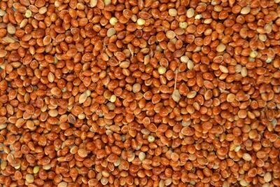Millet, Red, 50 Lb.
