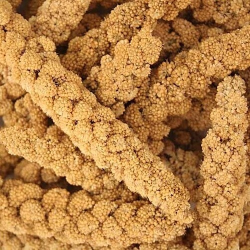 Spray Millet Cs. 5 Lb.