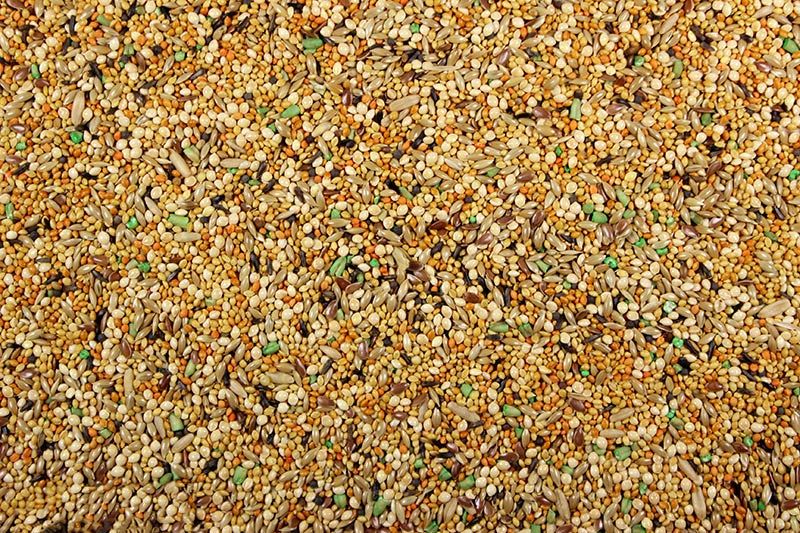 Finch Plus, 2 Lb.