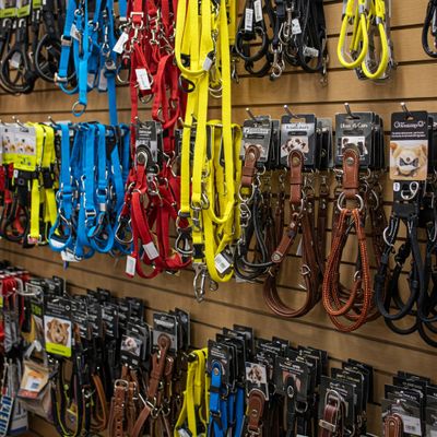 Dog Collars &amp; Leads