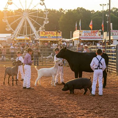 Livestock Supplies