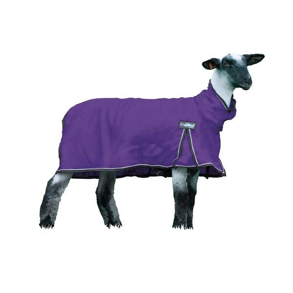 Procool Sheep Blanket, Purple X-Large