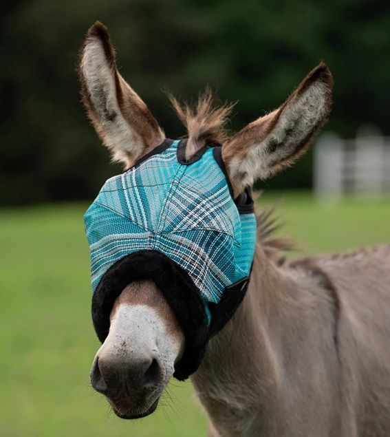 Mini Donkey Fly Mask, Large Atlantis