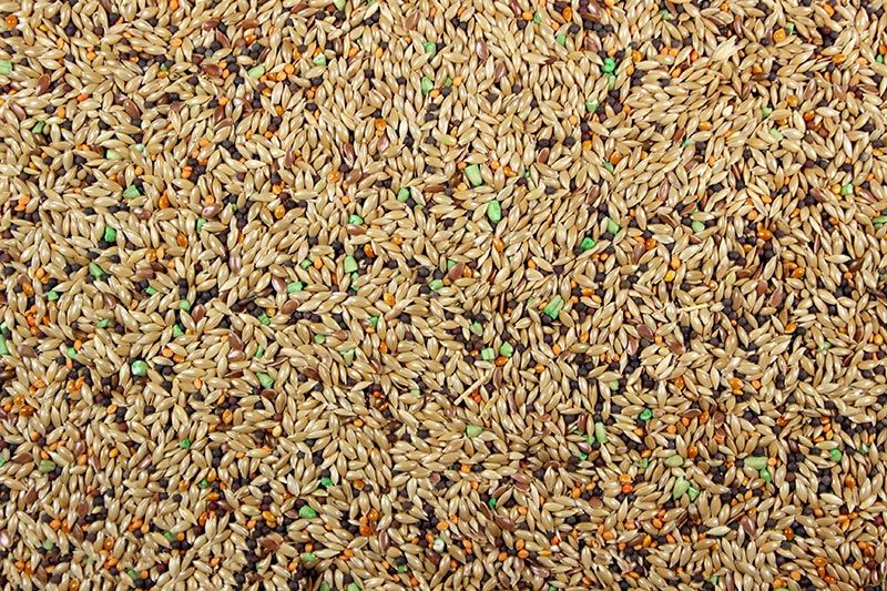 Canary Roller Plus, 2 Lb.