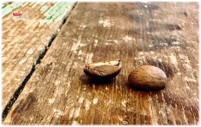 衣索比亞 西達摩(西達馬)產區 班莎 龐貝村 74158單一品種 日曬處理 G1 | Ethiopia Sidama Bensa Bombe V74158 Natural G1
