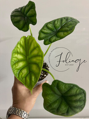 ALOCASIA &amp; COLOCASIA