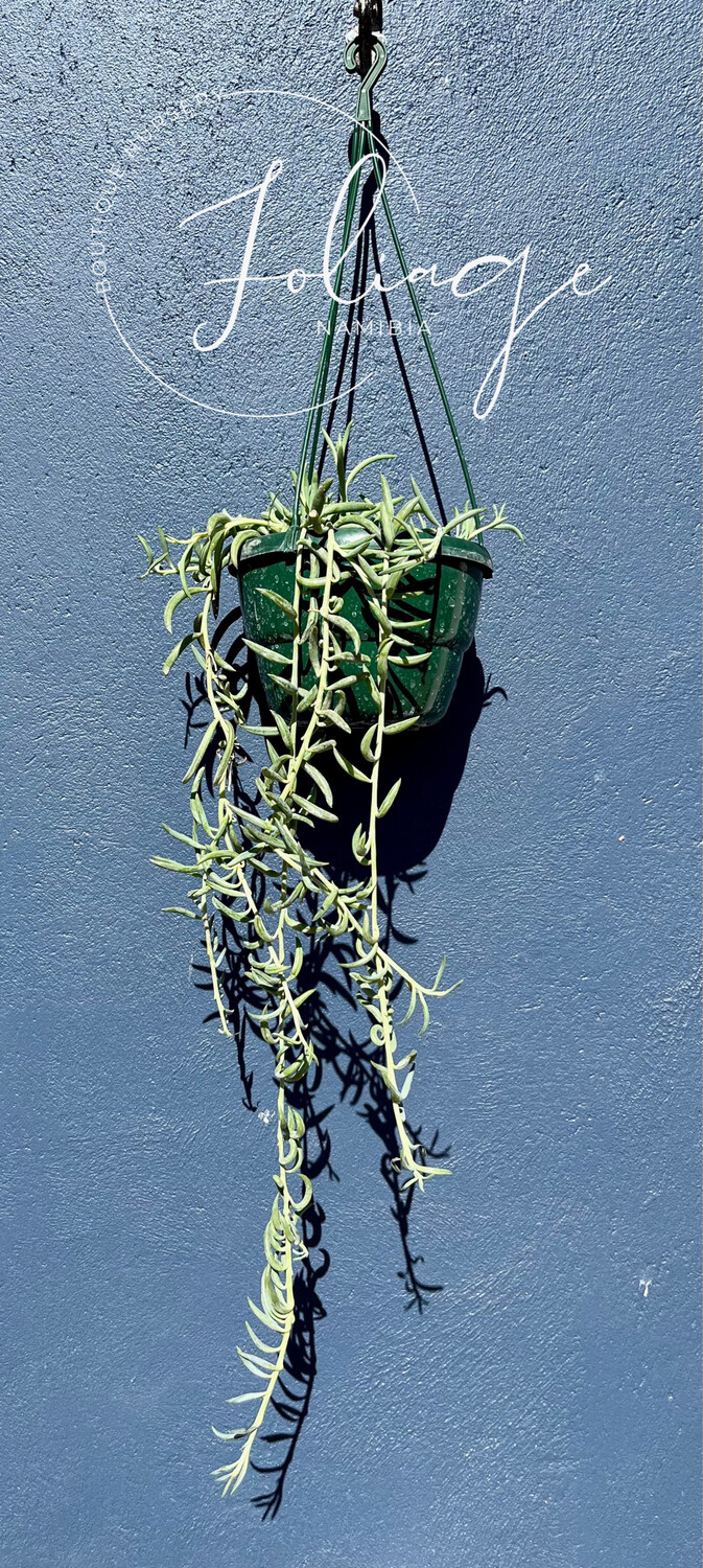 String Of Fish Hooks