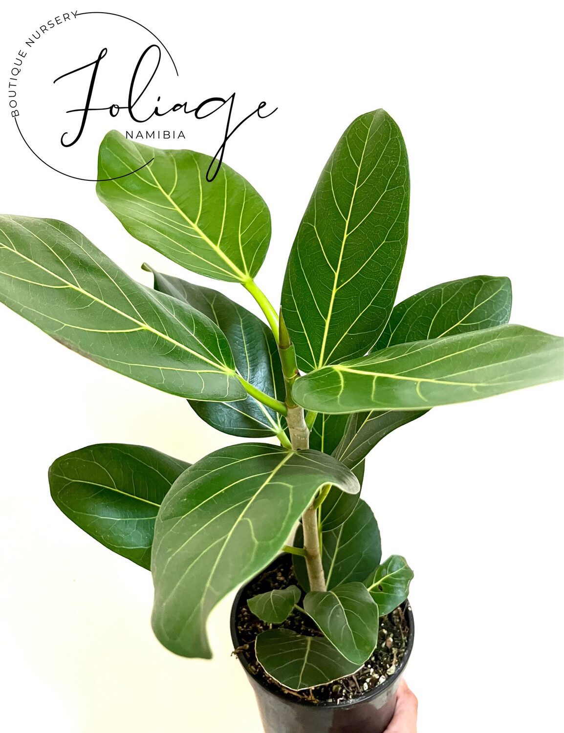 Ficus Audrey