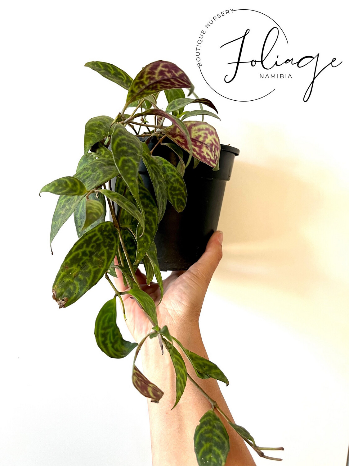 Black Pagoda (Lipstick Vine)