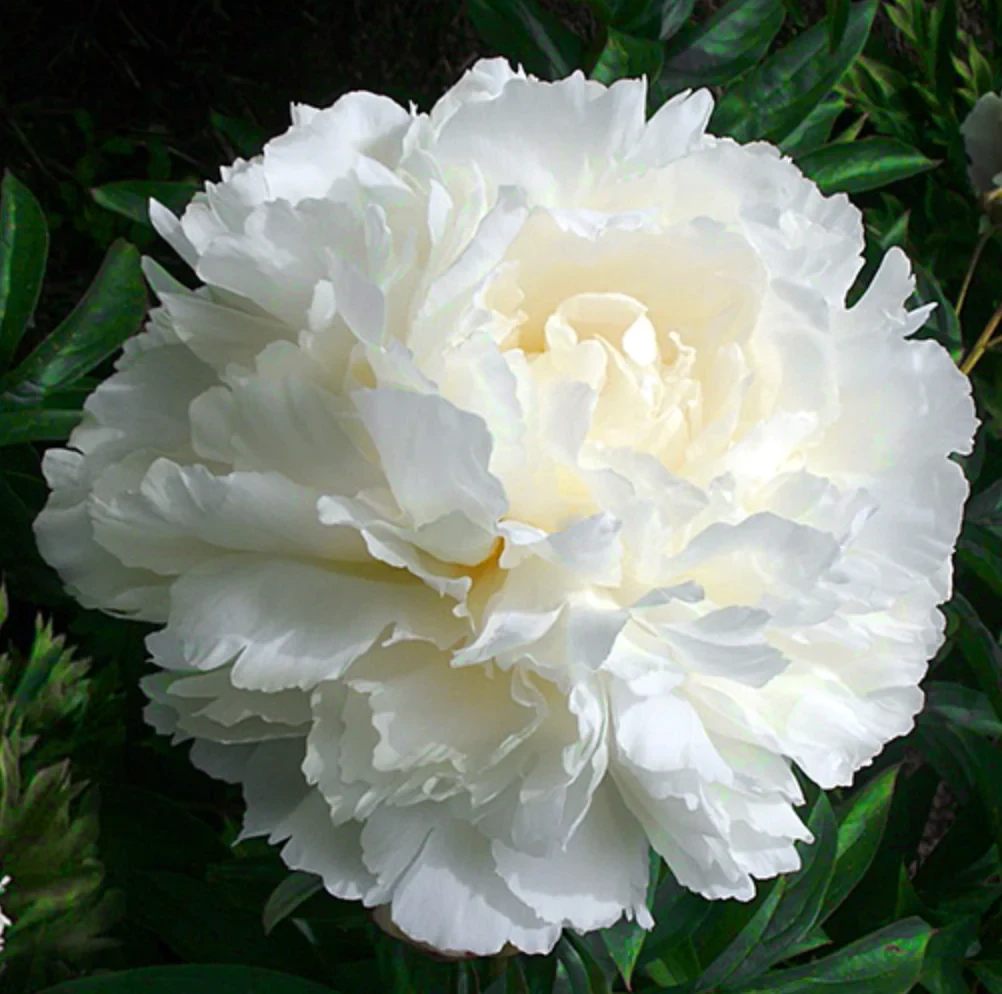 Peony Root: Bowl of Cream