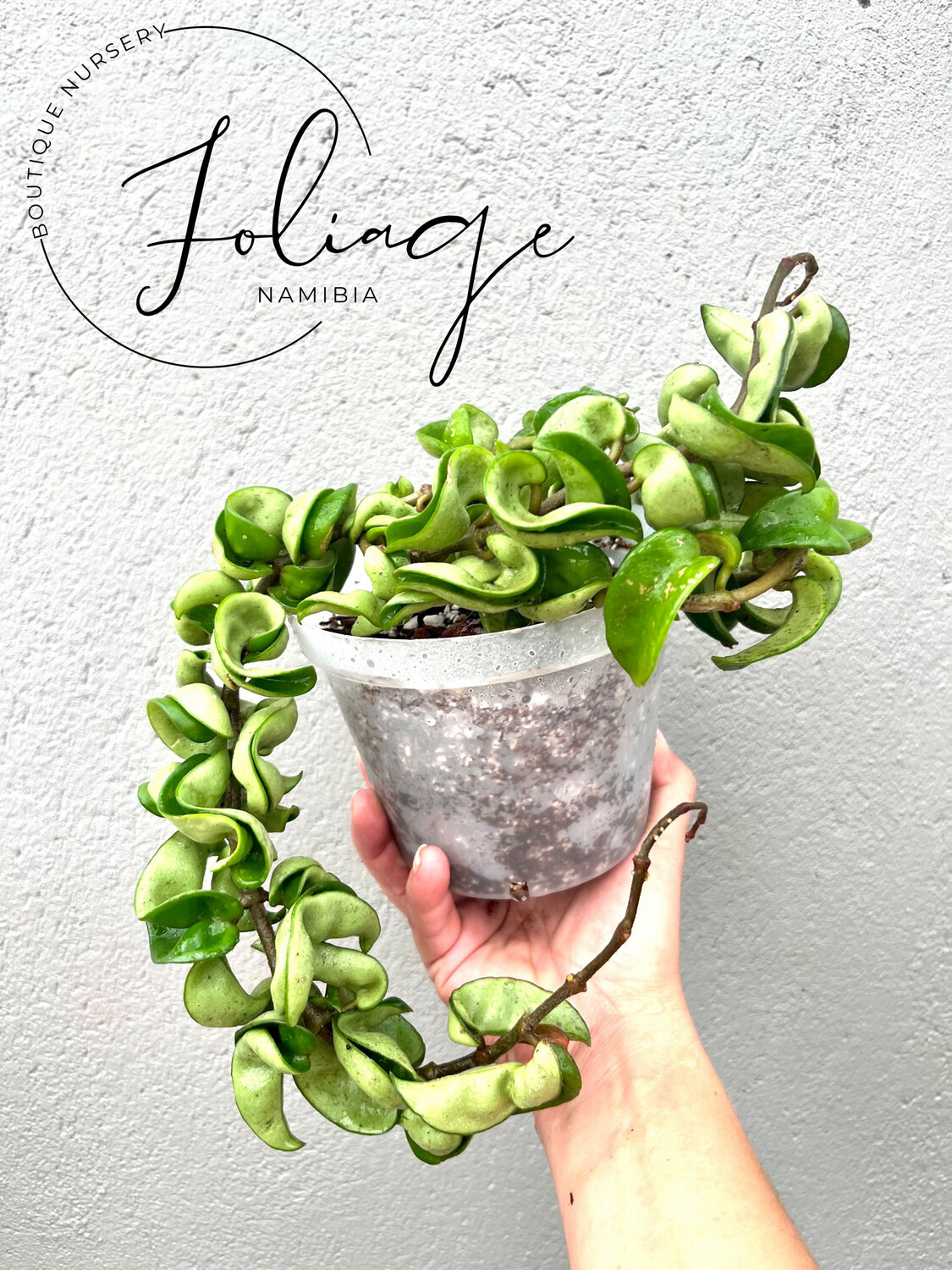 Hoya Carnosa Compacta (Hindu Rope)