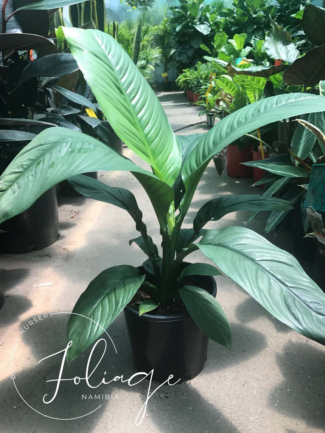 Giant Spathiphyllum Sensation