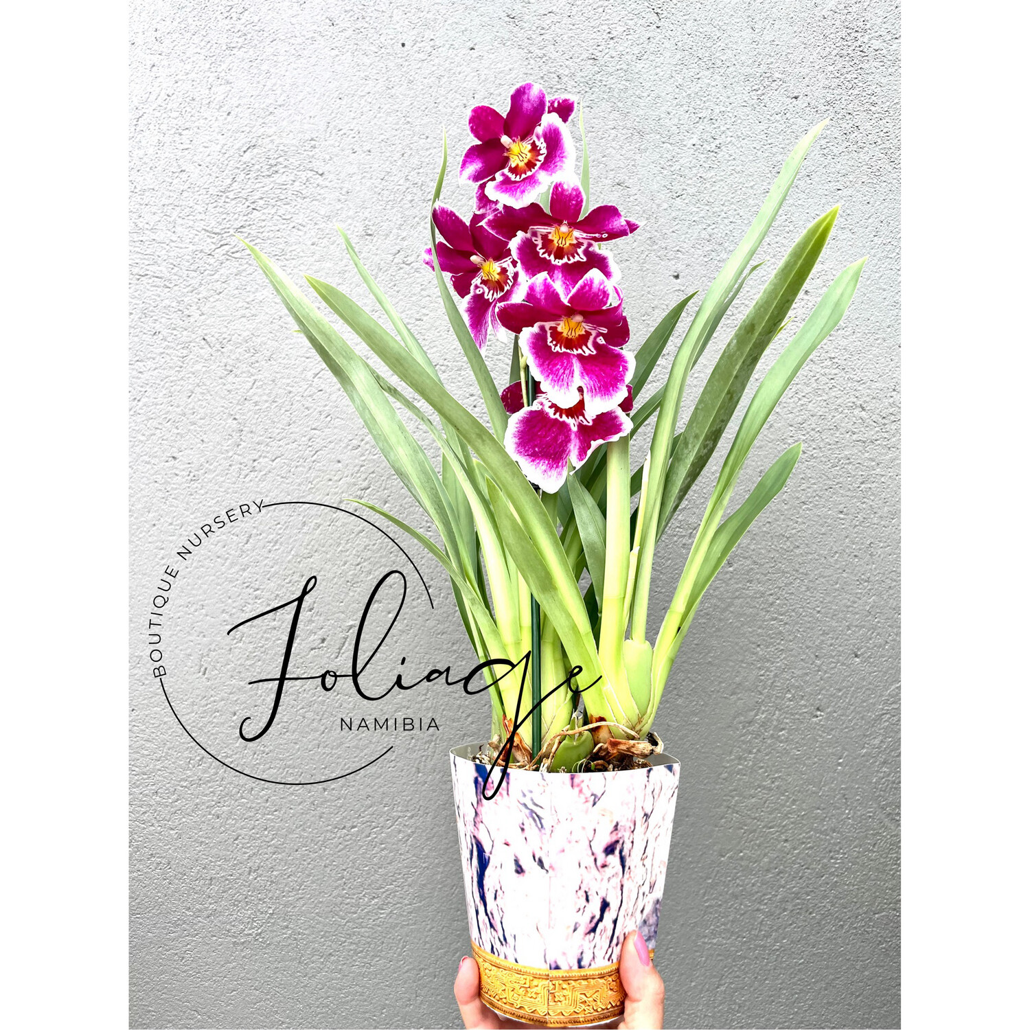 Miltoniopsis Various (Pansy Orchid)