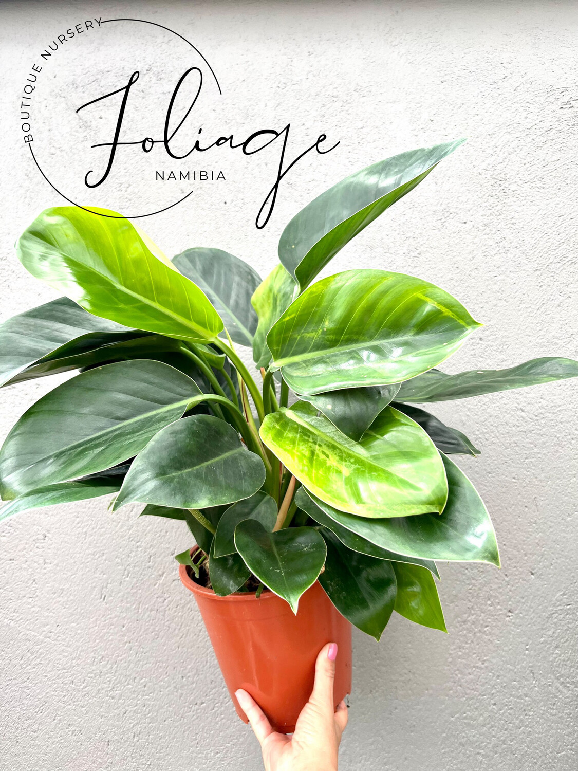 Philodendron Congo Apple Large