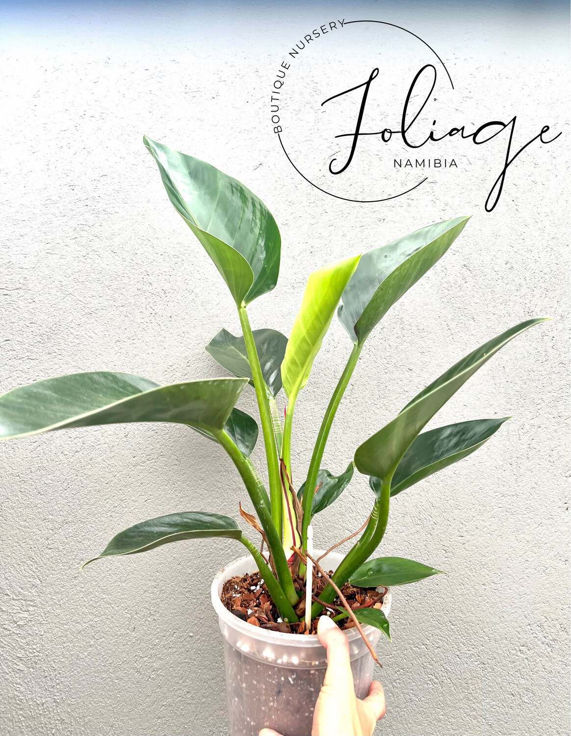Philodendron Congo Apple