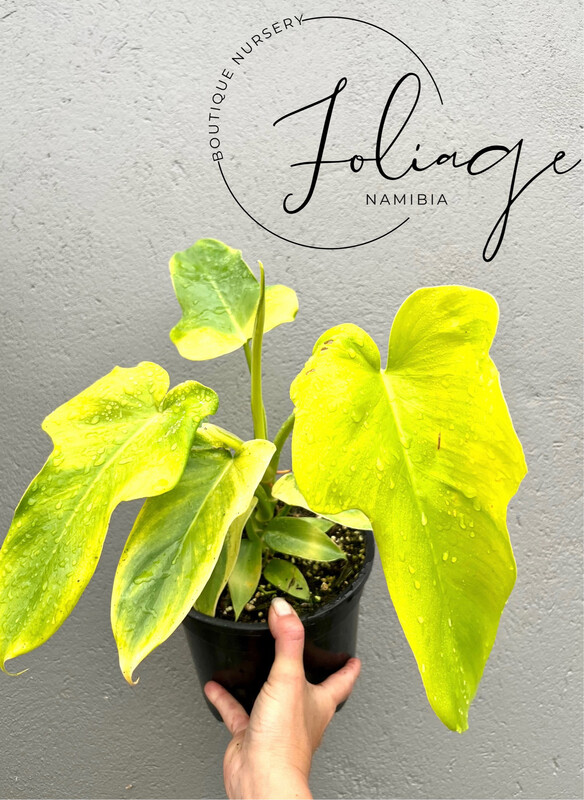 Philodendron Congo Apple