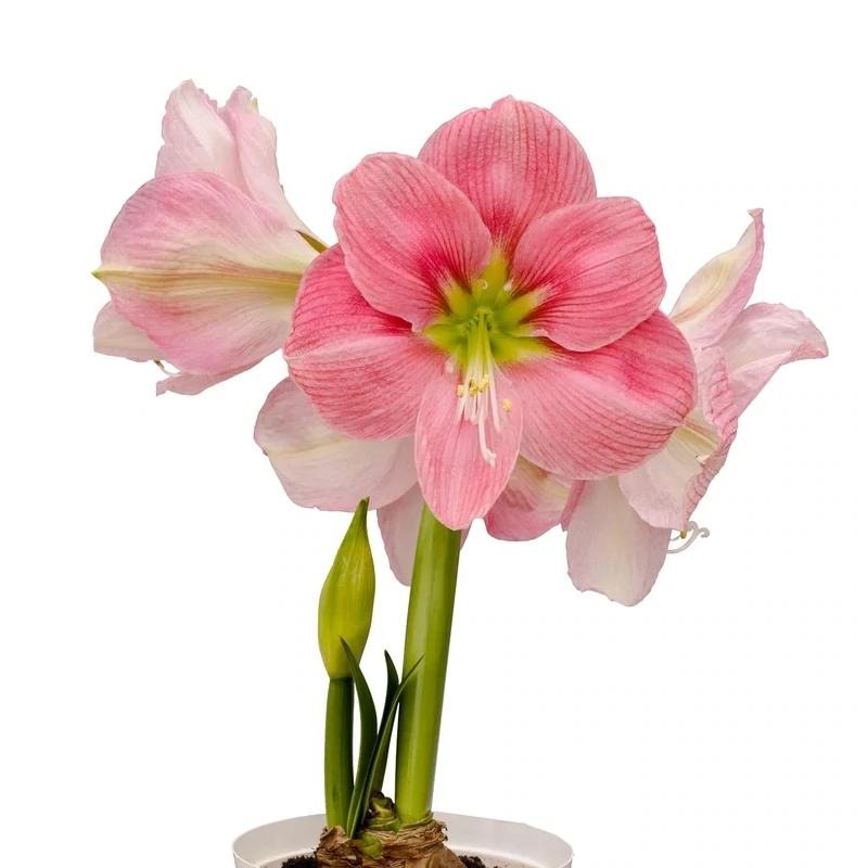 Amaryllis Symphony Single - Candy Floss