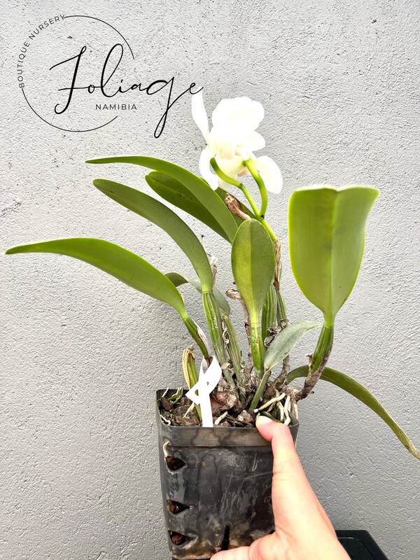 Cattleya White