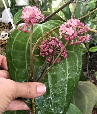 Hoya Clandestina Pink