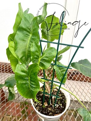 Philodendron Burle Marxx XL