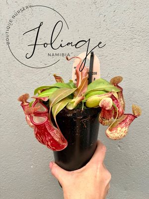 Nepenthes Monkey Cups (Pitcher Plant) Mixed