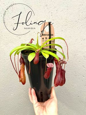 Nepenthes Monkey Cups (Pitcher Plant) Mixed