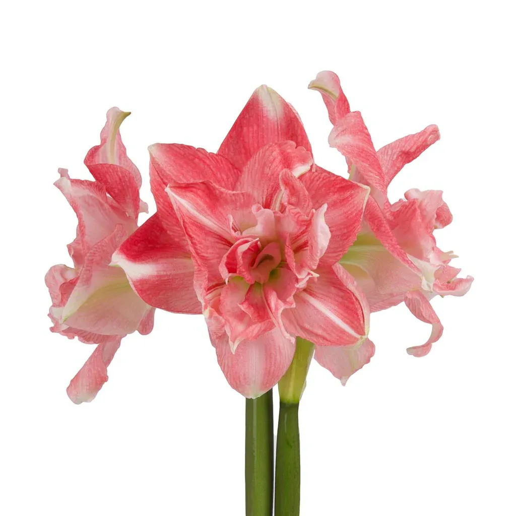 Amaryllis Symphony Double - First Love