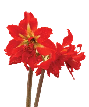 Amaryllis Sonatini - Samburu