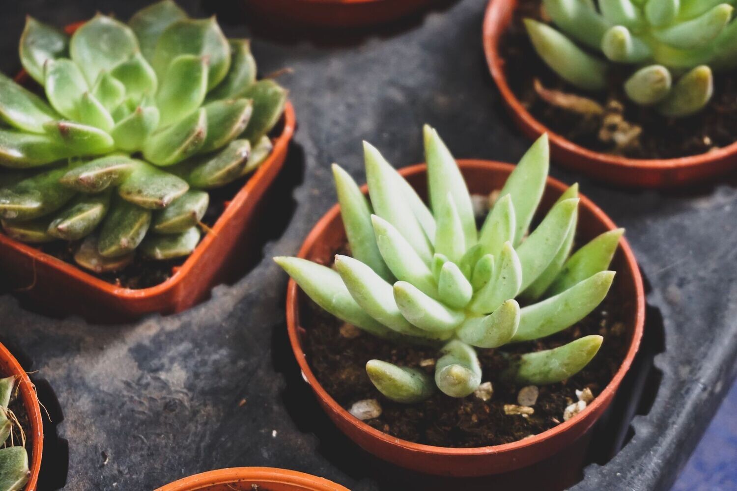 Aloe Asst. 3in