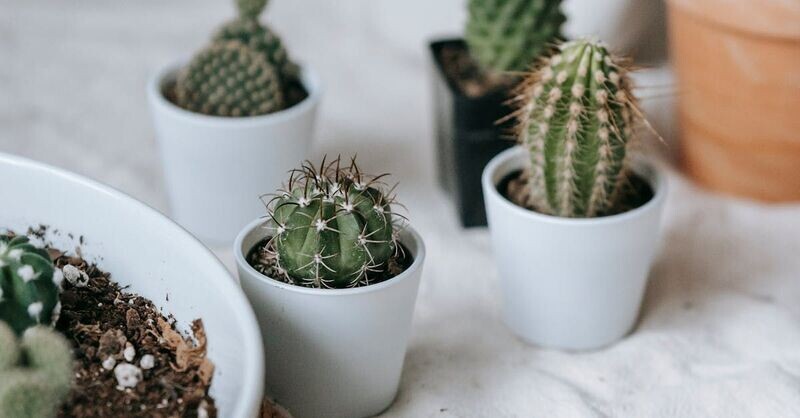 Cactus Assorted
