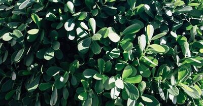 Clusia guttifera, Small Leaf Clusia: 3G