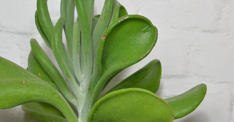 Jade Plant: 4in