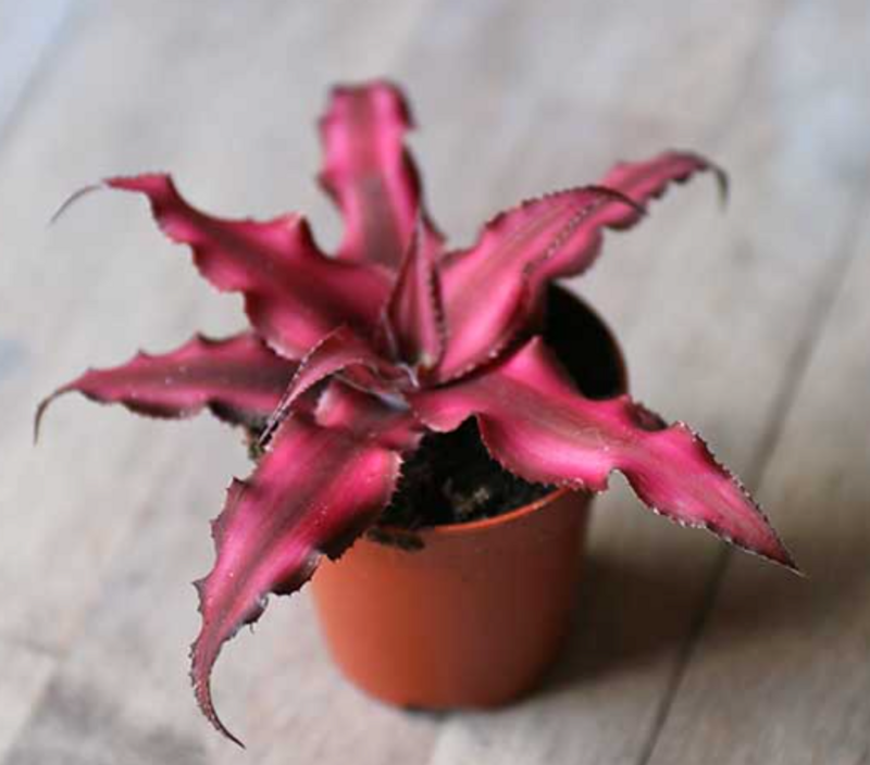 Cryptanthus: 3in