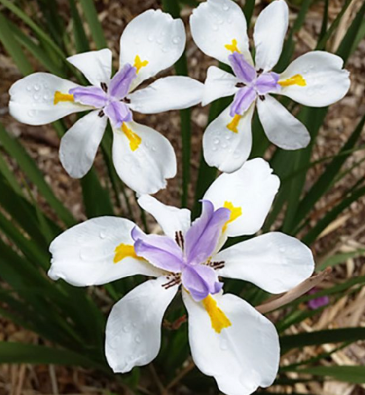 Dietes iridioides 'Tiny Dancer', Cape Iris, Dwarf White Dietes, Fortnight Lily, Wild Iris: 3G