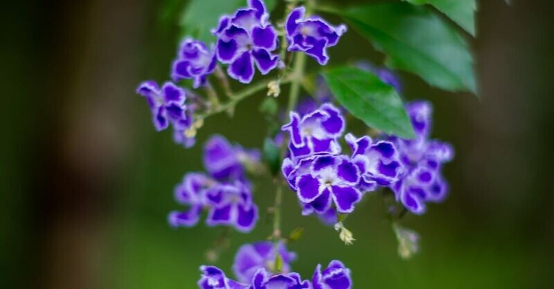 Duranta erecta 'Sapphire Showers', Golden Dewdrop, Duranta Repens, Pigeon Berry, Skyflower: 3G STD