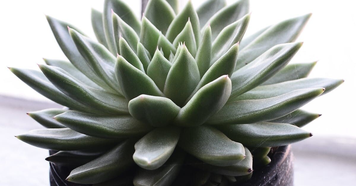 Echeveria Asst: 3in