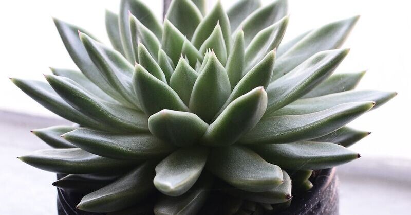 Echeveria Asst: 3in