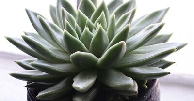Echeveria Asst: 3in