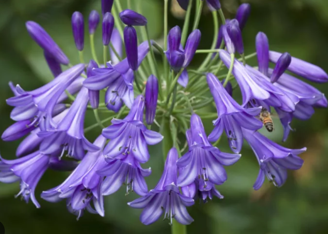 Agapanthus africanus, Lily of the Nile: 3G