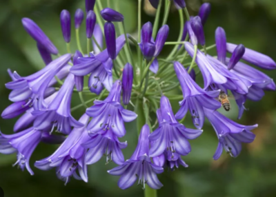 Agapanthus africanus, Lily of the Nile: 3G