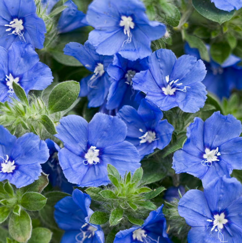 Evolvulus glomeratus 'Blue My Mind', Blue Daze: 1G