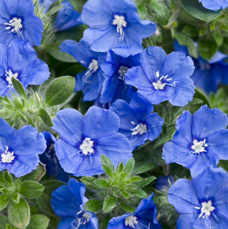 Evolvulus glomeratus 'Blue My Mind', Blue Daze: 1G