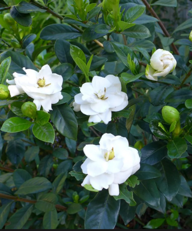 Gardenia jasminoides 'Miami Supreme', Cape Jasmine, Gandharaj, Gardenia Augusta: 7G