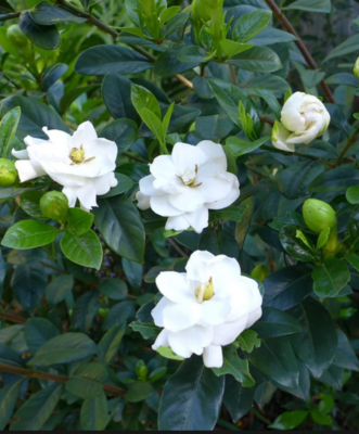 Gardenia jasminoides 'Miami Supreme', Cape Jasmine, Gandharaj, Gardenia Augusta: 7G