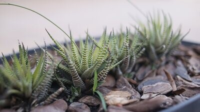 Haworthia Asst. 3in