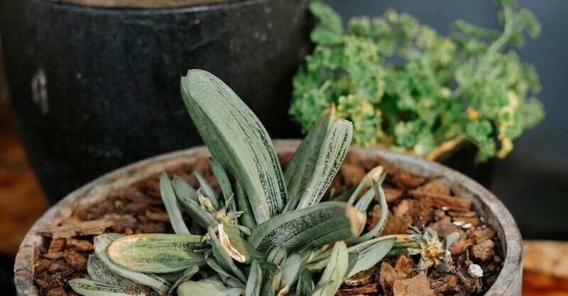 Gasteria Asst. 3in