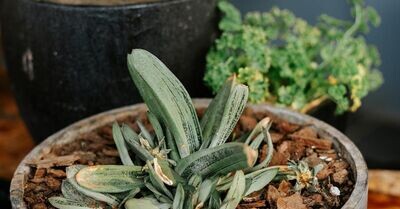 Gasteria Asst. 3in