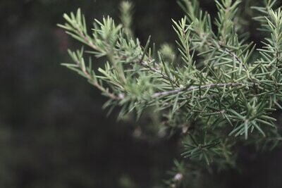 Juniperus chinensis 'Hetzii' Chinese Juniper: 7gal-Globe