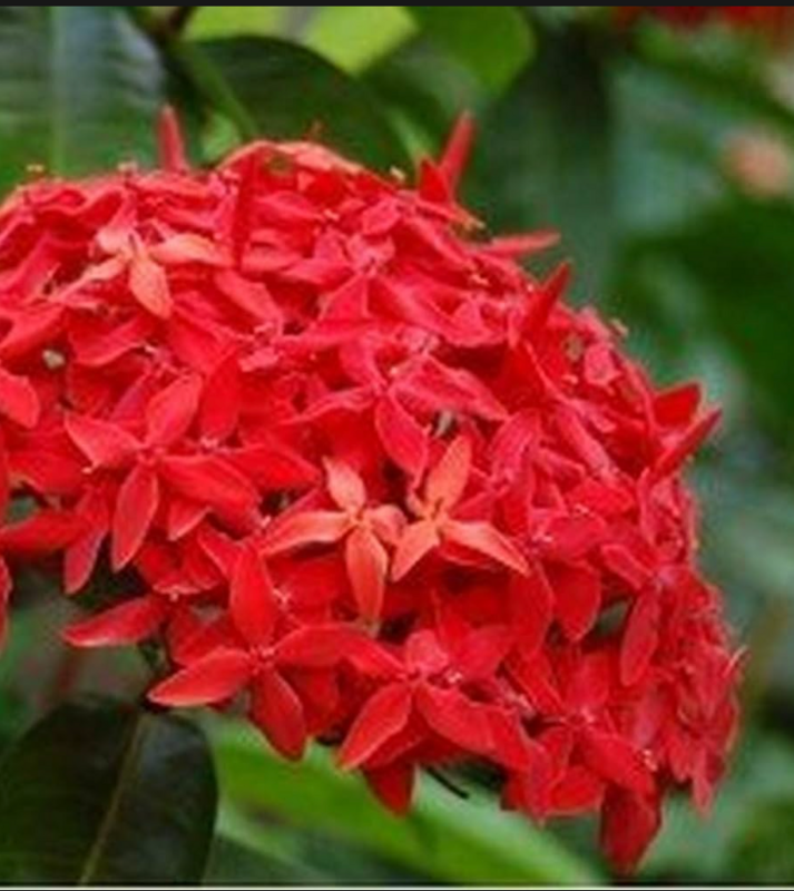 Ixora coccinea 'Red Thai Dwarf', Flame of the Woods, Jungle Flame, Jungle Geranium: 3G