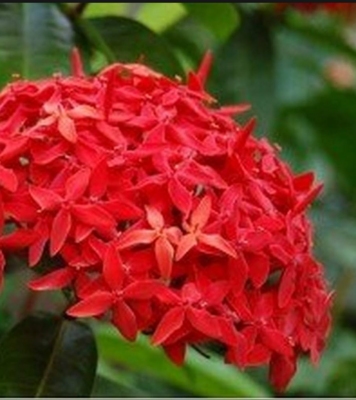 Ixora coccinea 'Red Thai Dwarf', Flame of the Woods, Jungle Flame, Jungle Geranium: 3G
